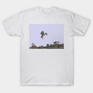 Puffin Coming In To Land - Farne Islands T-Shirt